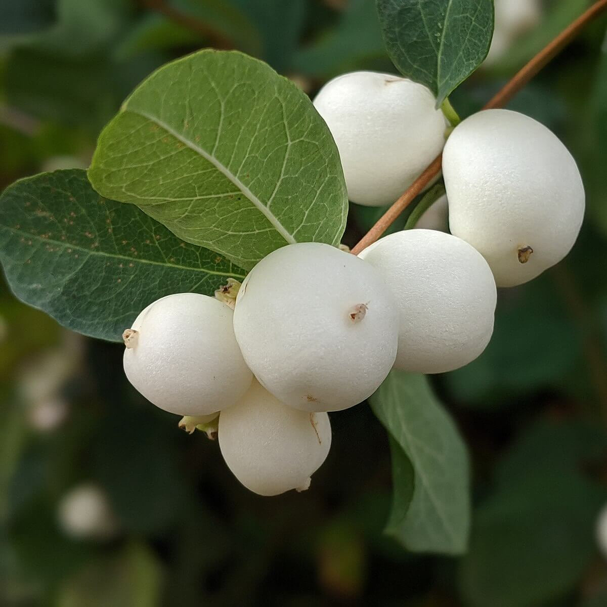 Snow Berry Seeds – White