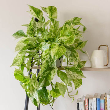 Snow Queen Pothos Seeds