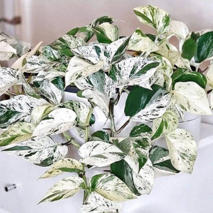 Snow Queen Pothos Seeds