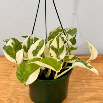 Snow Queen Pothos Seeds