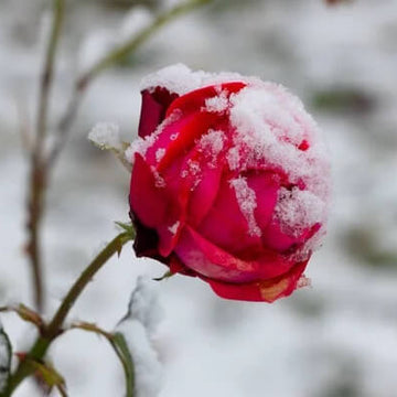 Snow Rose Flower Seeds – Pink Blooms