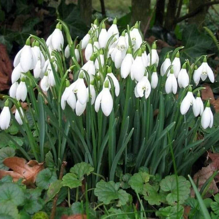 Snowdrop Seeds – Bulb