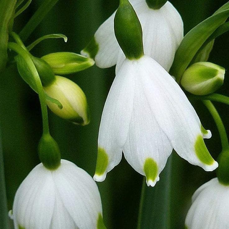 Snowdrop Seeds – Bulb