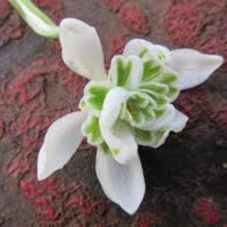 Snowdrop Seeds – Flore Pleno