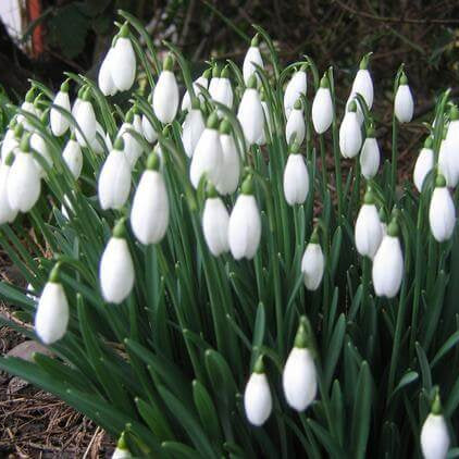 Snowdrop Seeds – Galanthus Nivalis