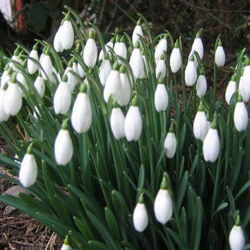 Snowdrop Seeds – Galanthus Nivalis
