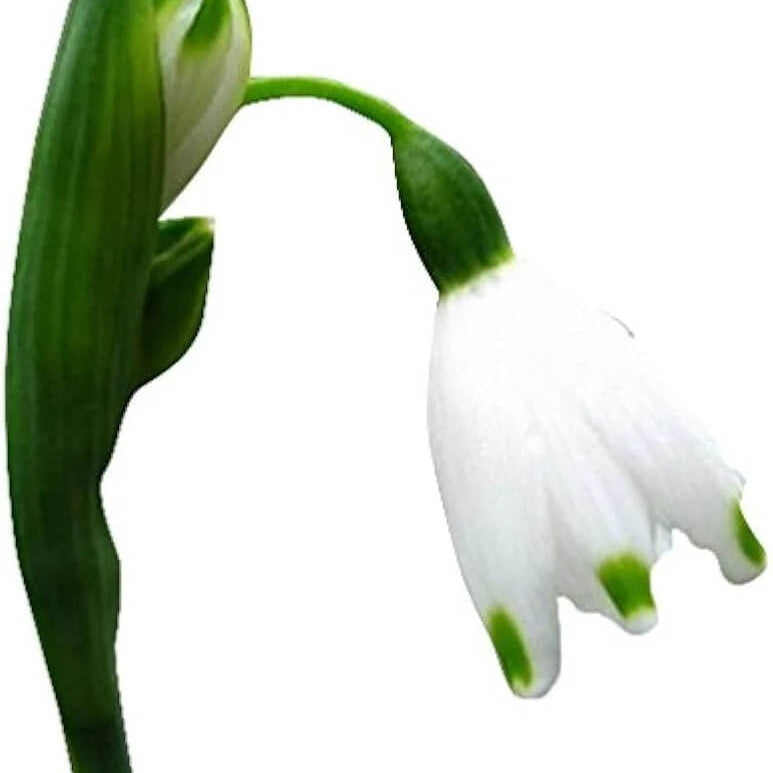 Snowdrop Seeds – Galanthus Nivalis
