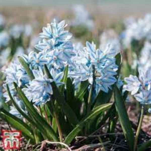 Snowdrop Seeds – Nivalis