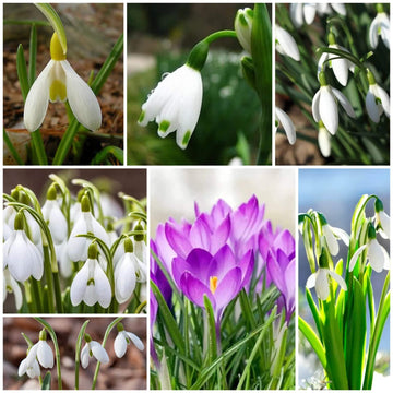 Snowdrop Seeds - All In One For Home Gardens