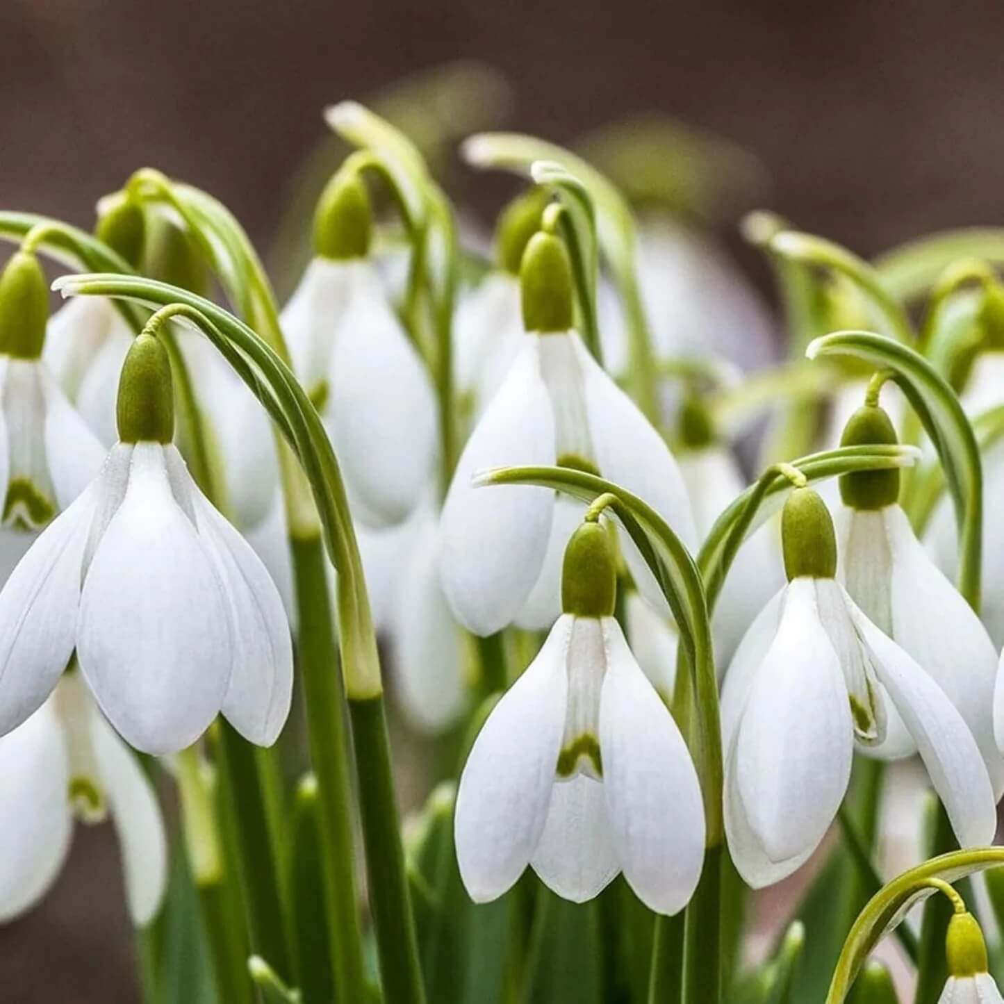 Snowdrop Seeds - All In One For Home Gardens