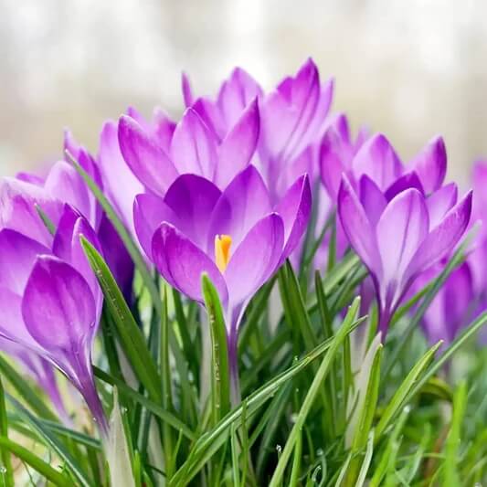 Snowdrop Seeds - All In One For Home Gardens