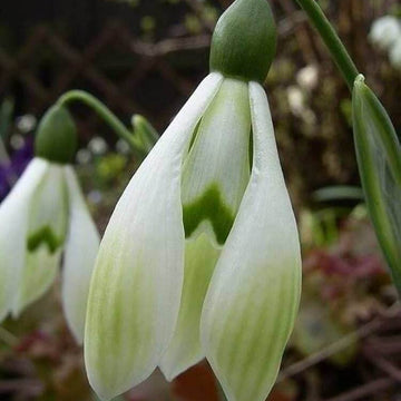 Snowdrop Seeds – Bulb