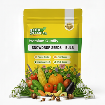 Snowdrop Seeds – Bulb