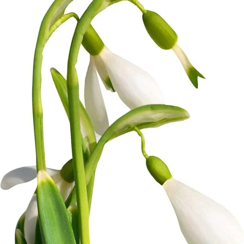 Snowdrop Seeds – Galanthus Nivalis