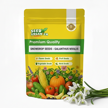 Snowdrop Seeds – Galanthus Nivalis