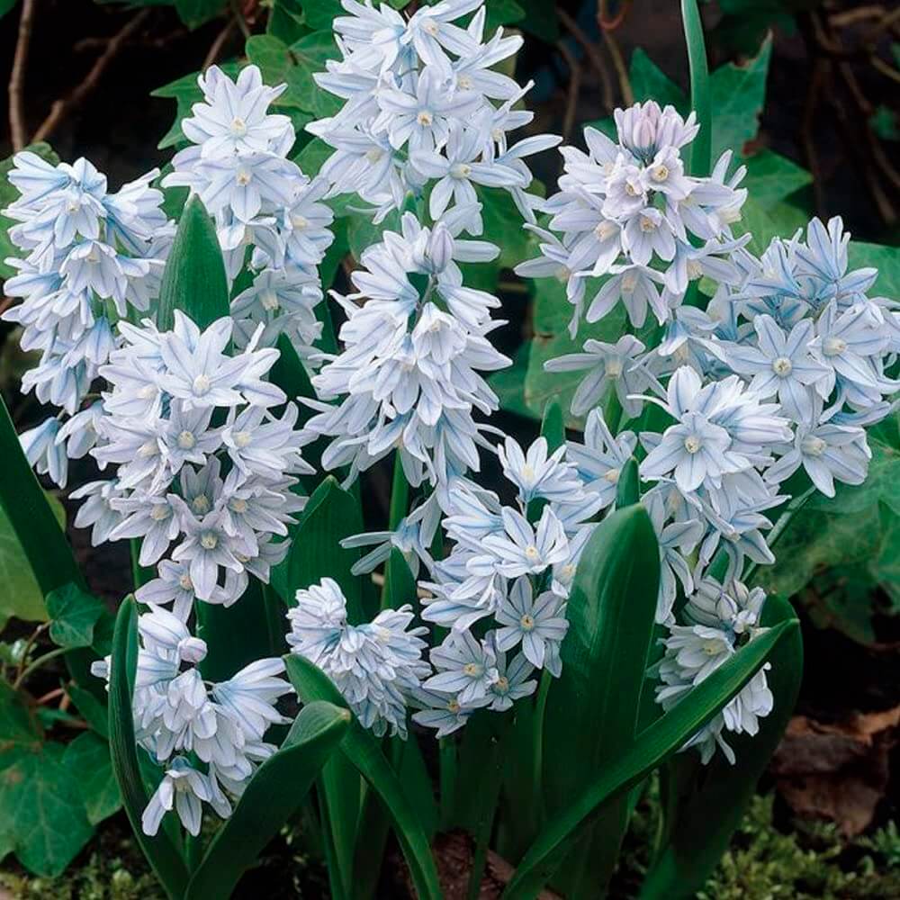 Snowdrop Seeds – Nivalis