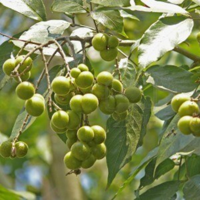 Soapberry Seeds