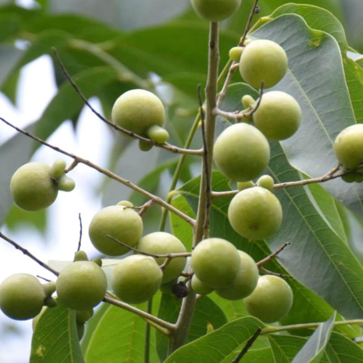 Soapberry Seeds