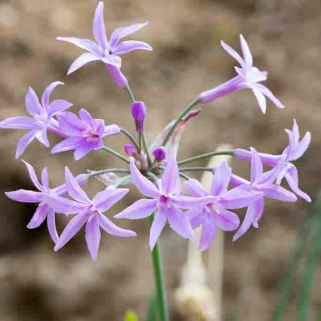 Society Garlic Seeds - Herbal Plant