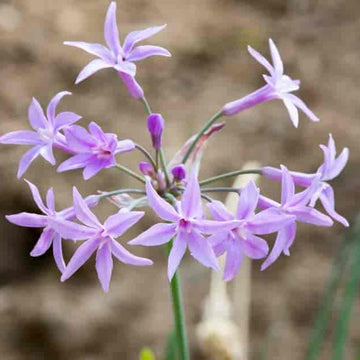Society Garlic Seeds - Herbal Plant