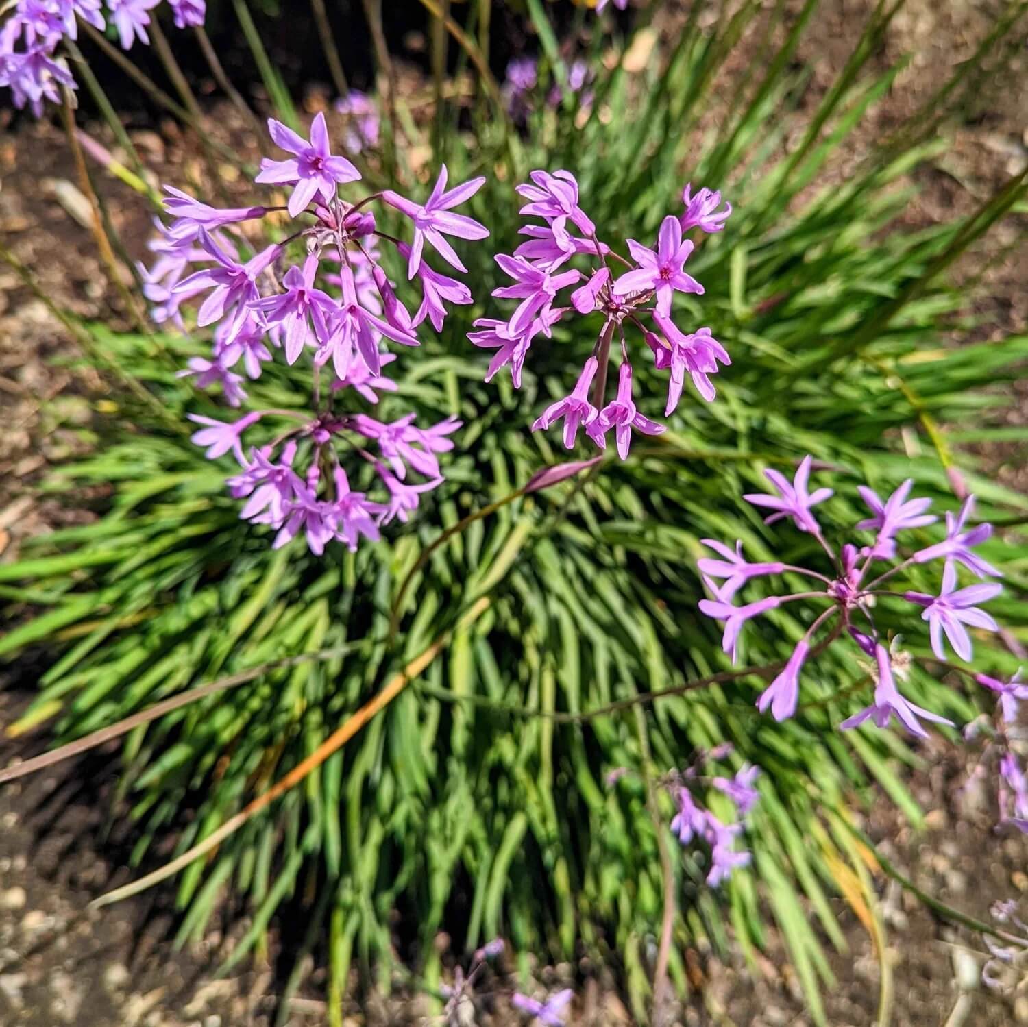 Society Garlic Seeds - Herbal Plant