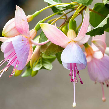 Soft Pink Fuchsia Seeds 