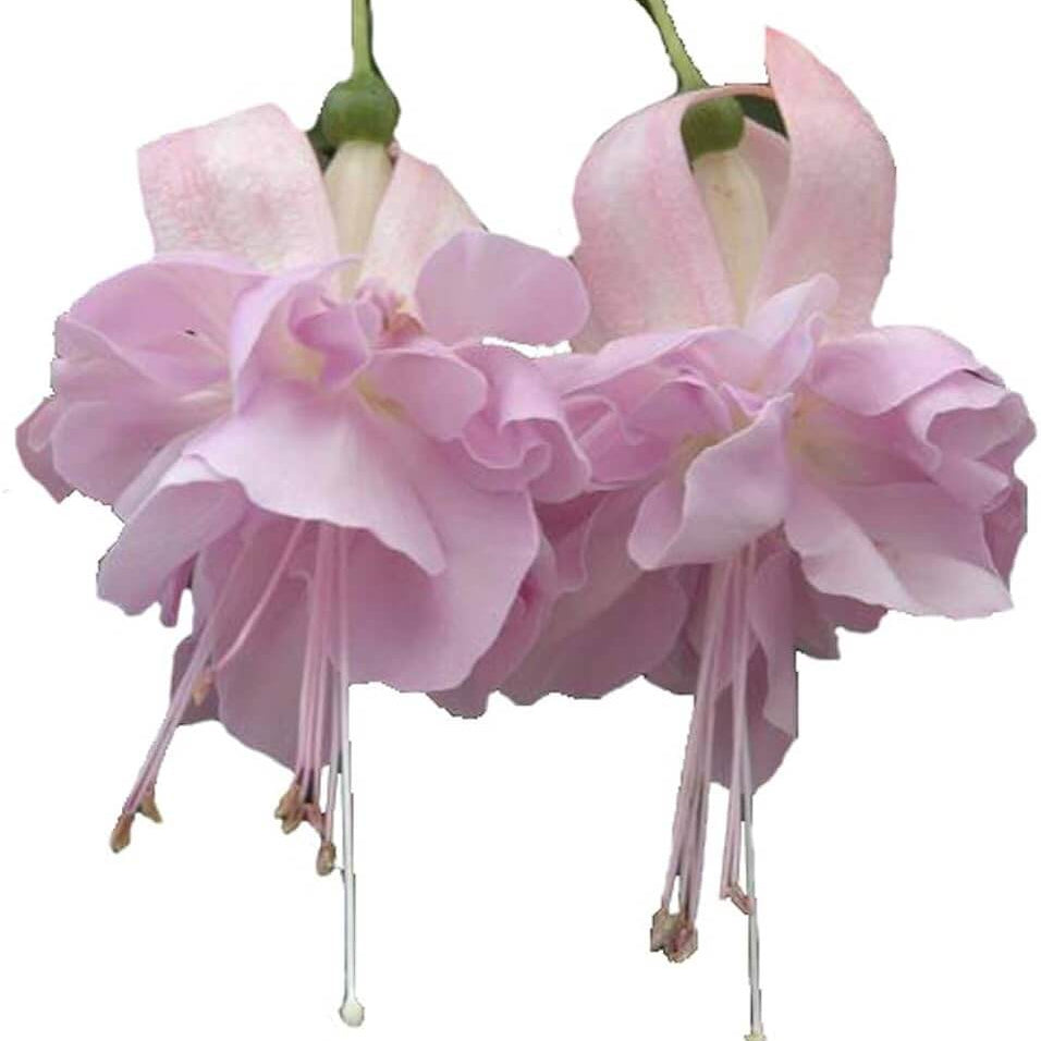 Soft Pink Fuchsia Seeds 