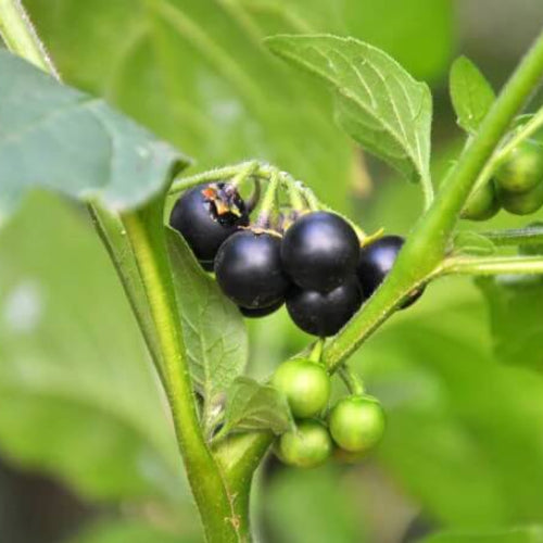 Solanum Nigrum Seeds - Herbal Plant