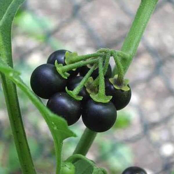 Solanum Nigrum Seeds - Herbal Plant