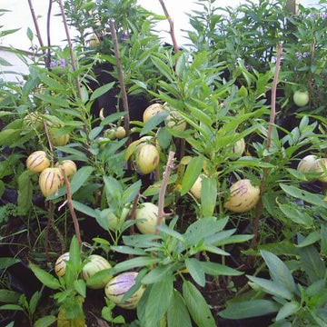 Solanum Pepino Seeds - Fruit Plant