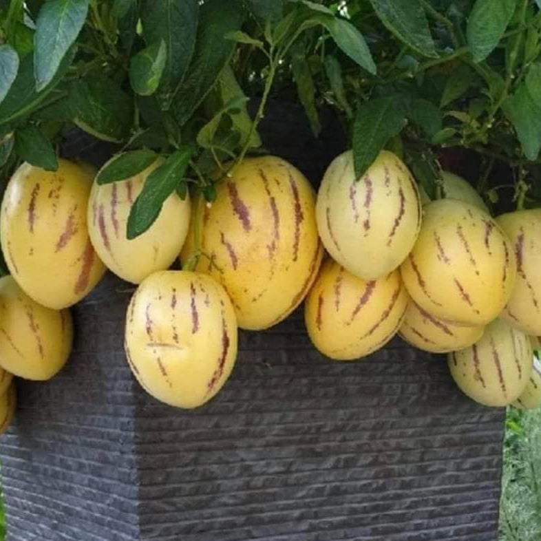 Solanum Pepino Seeds - Fruit Plant