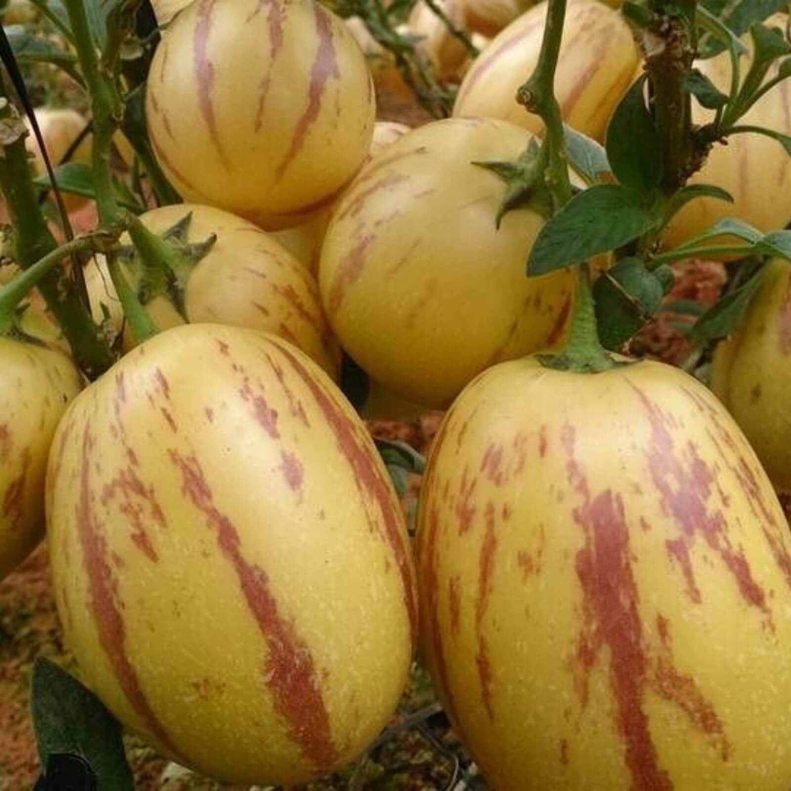 Solanum Pepino Seeds - Fruit Plant