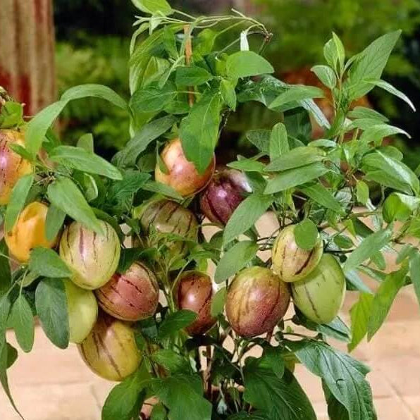 Solanum Pepino Seeds - Fruit Plant