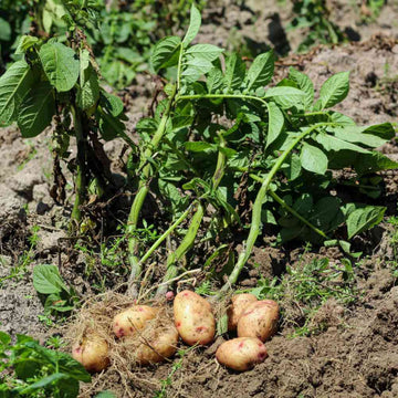 Solanum Tuberosum Seeds