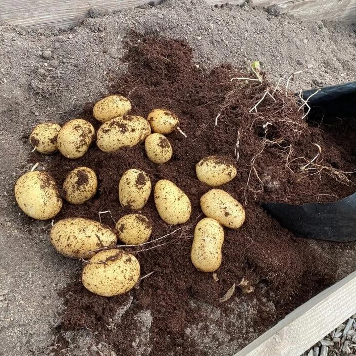 Solanum Tuberosum Seeds