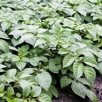 Solanum Tuberosum Seeds
