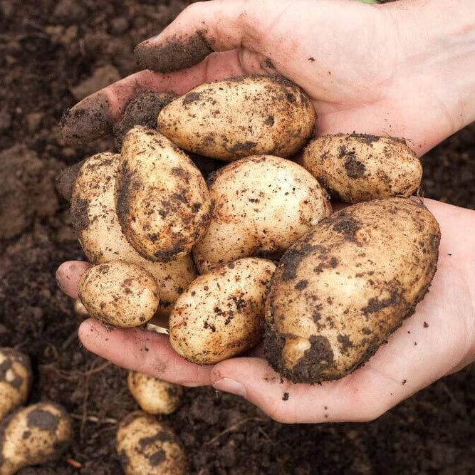 Solanum Tuberosum Seeds