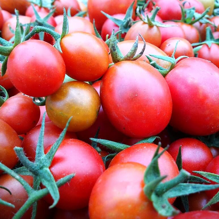 Solanum lycopersicum Seeds