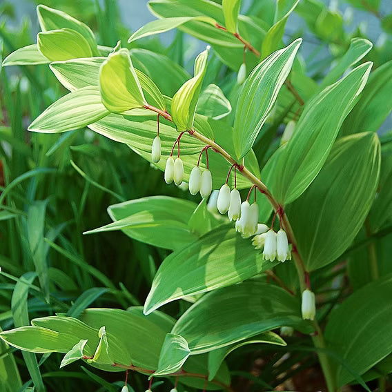 Solomon’s Seal Seeds