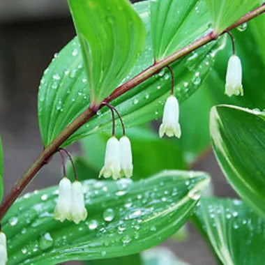 Solomon’s Seal Seeds