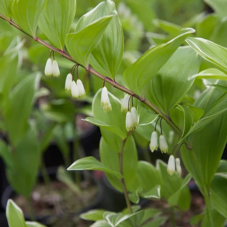 Solomon’s Seal Seeds for Planting
