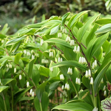 Solomon’s Seal Seeds for Planting