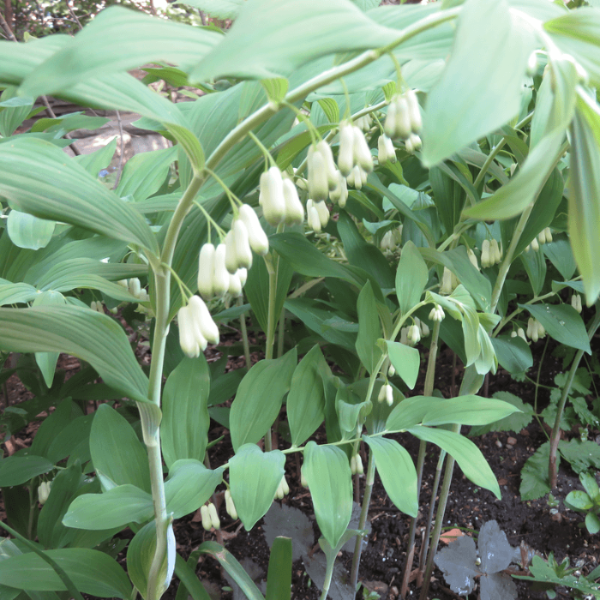 Solomon’s Seal Seeds for Planting