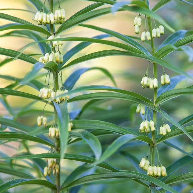 Solomon’s Seal Seeds for Planting