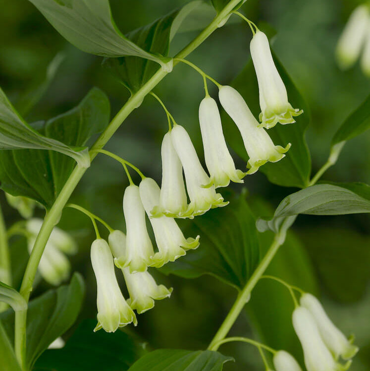 Solomon’s Seal Seeds for Planting