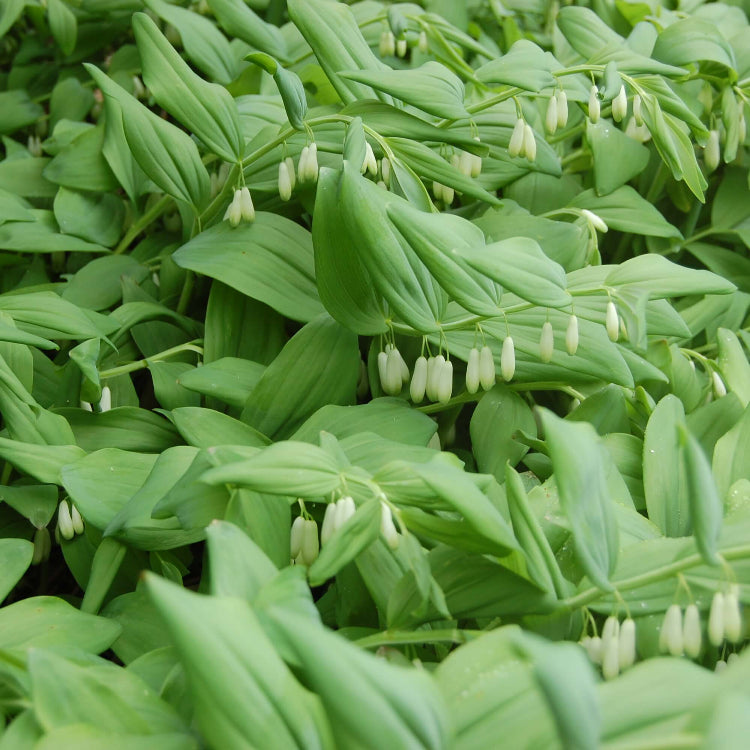 Solomon’s Seal Seeds for Planting