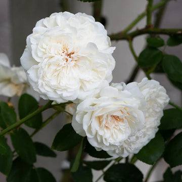 Rose Seeds – Climbing Sombreuil