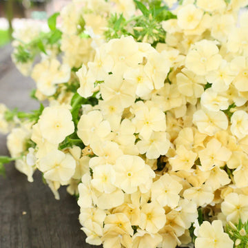 Phlox Seeds – Yellow