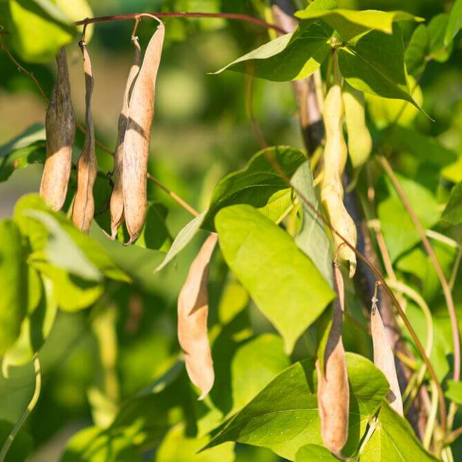 Sonoran Desert Beans Seeds - Vegetable Plant
