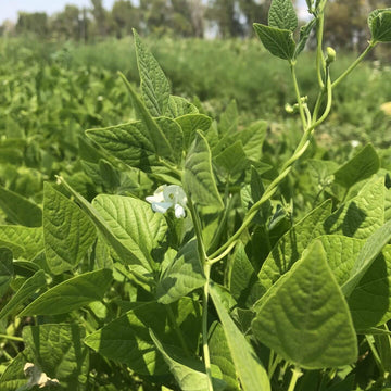 Sonoran Desert Beans Seeds - Vegetable Plant